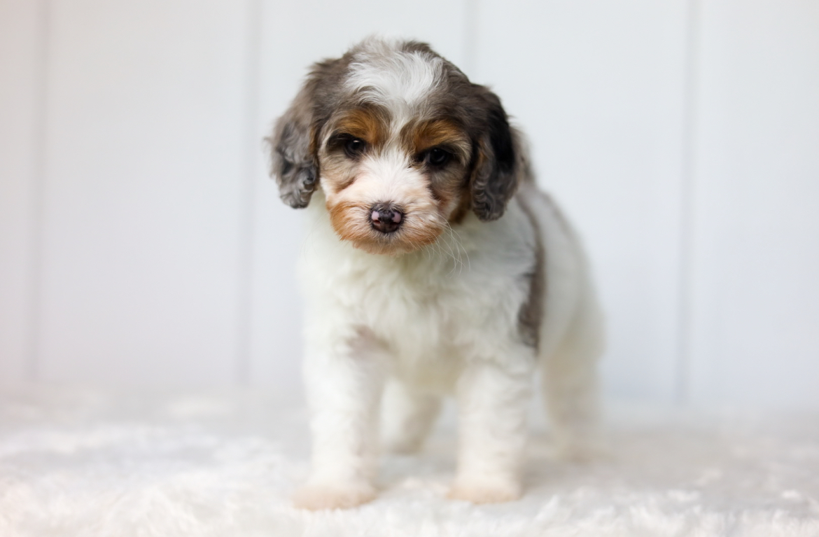 Mini Aussiedoodle for sale