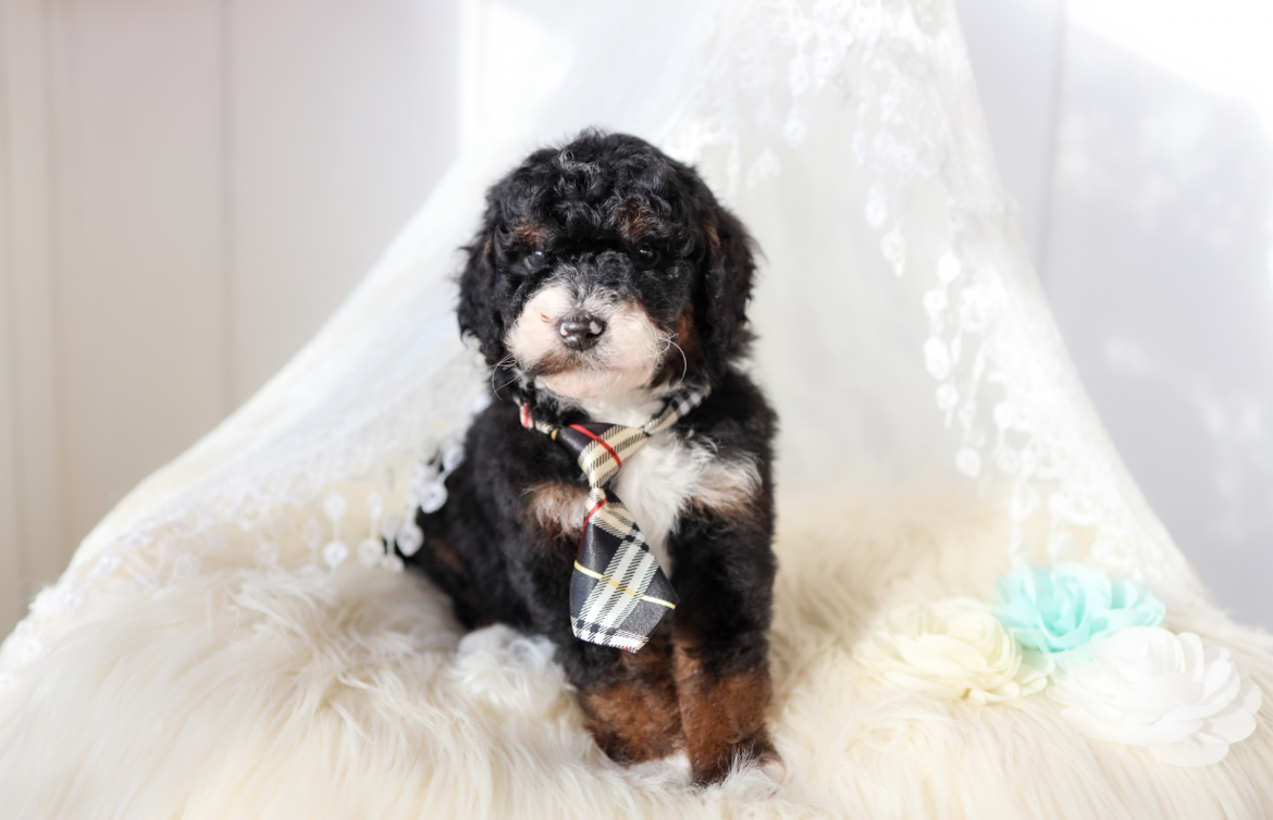 Aussiedoodle for sale Wisconsin