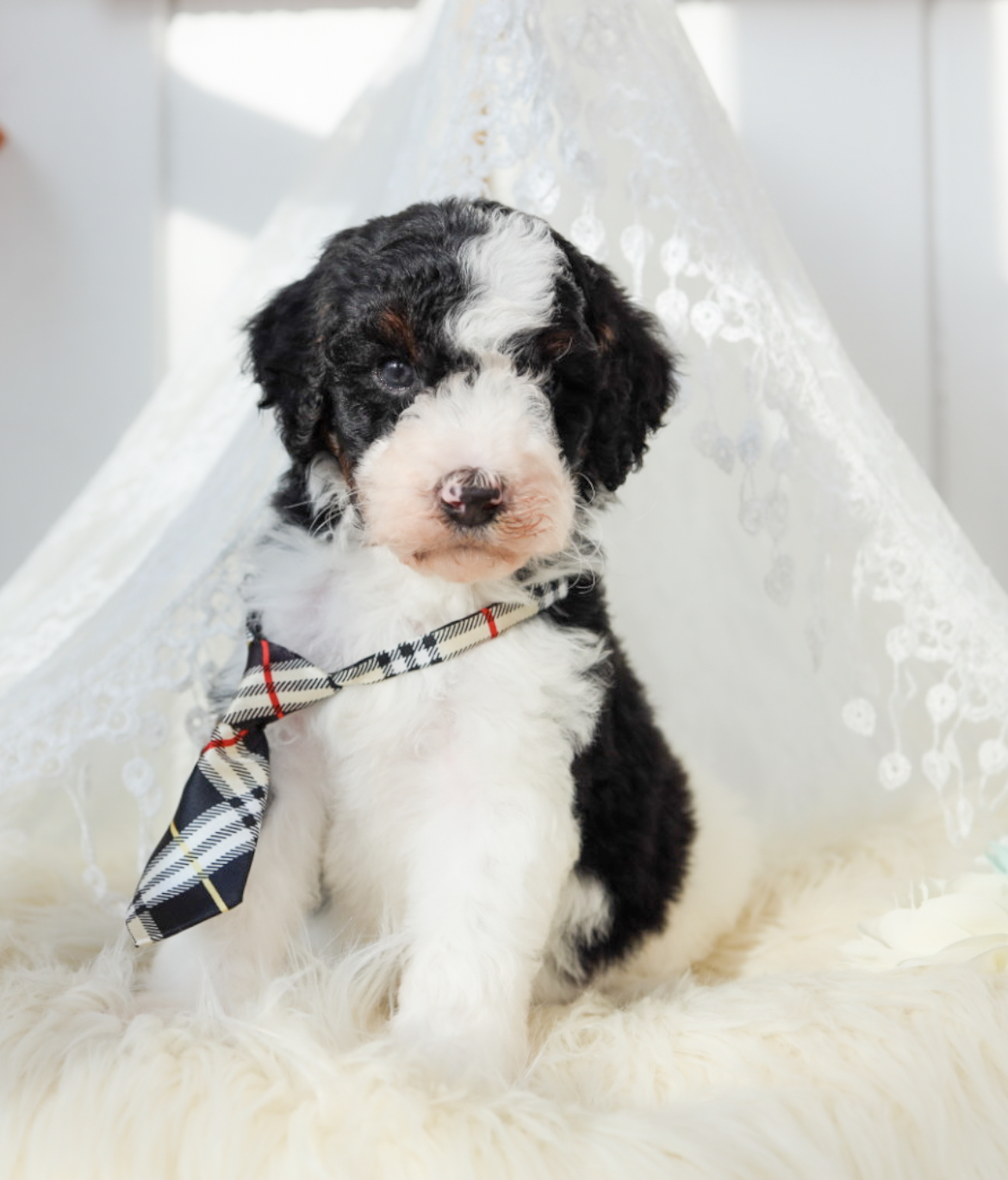 Aussiedoodle for sale Wisconsin