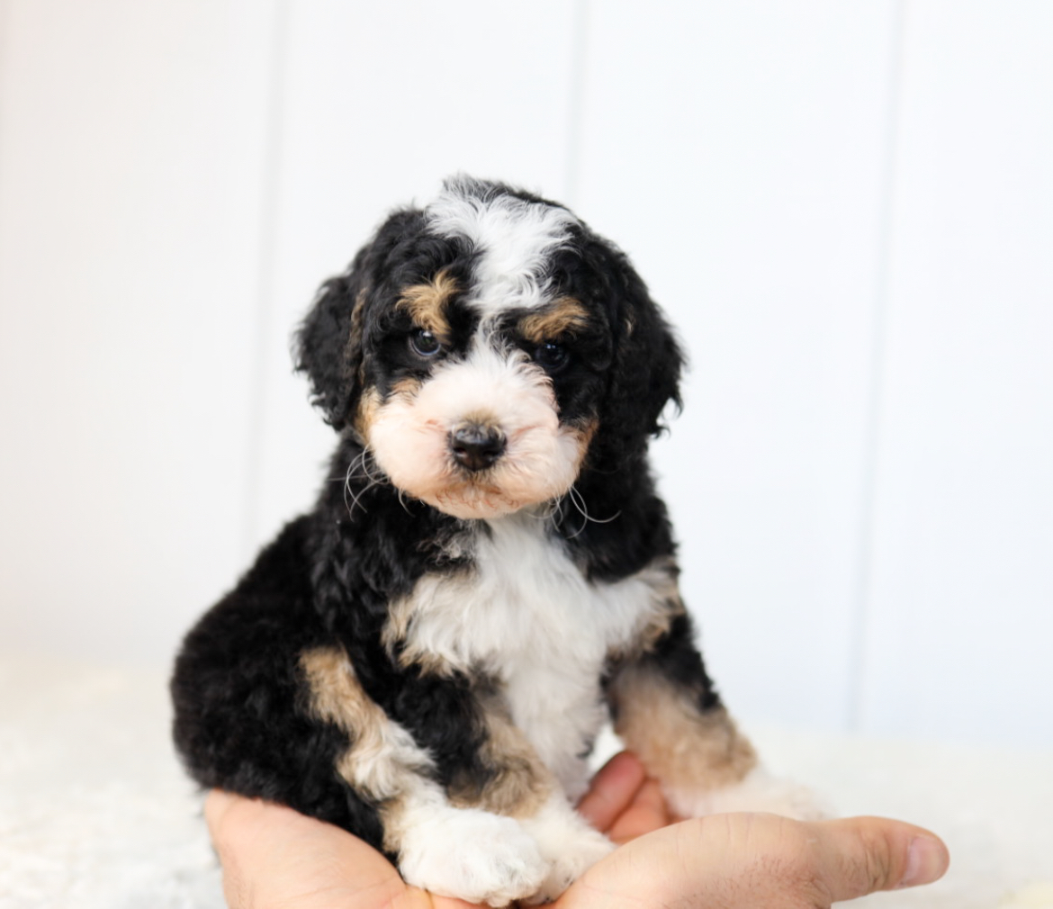 mini aussiedoodle for sale