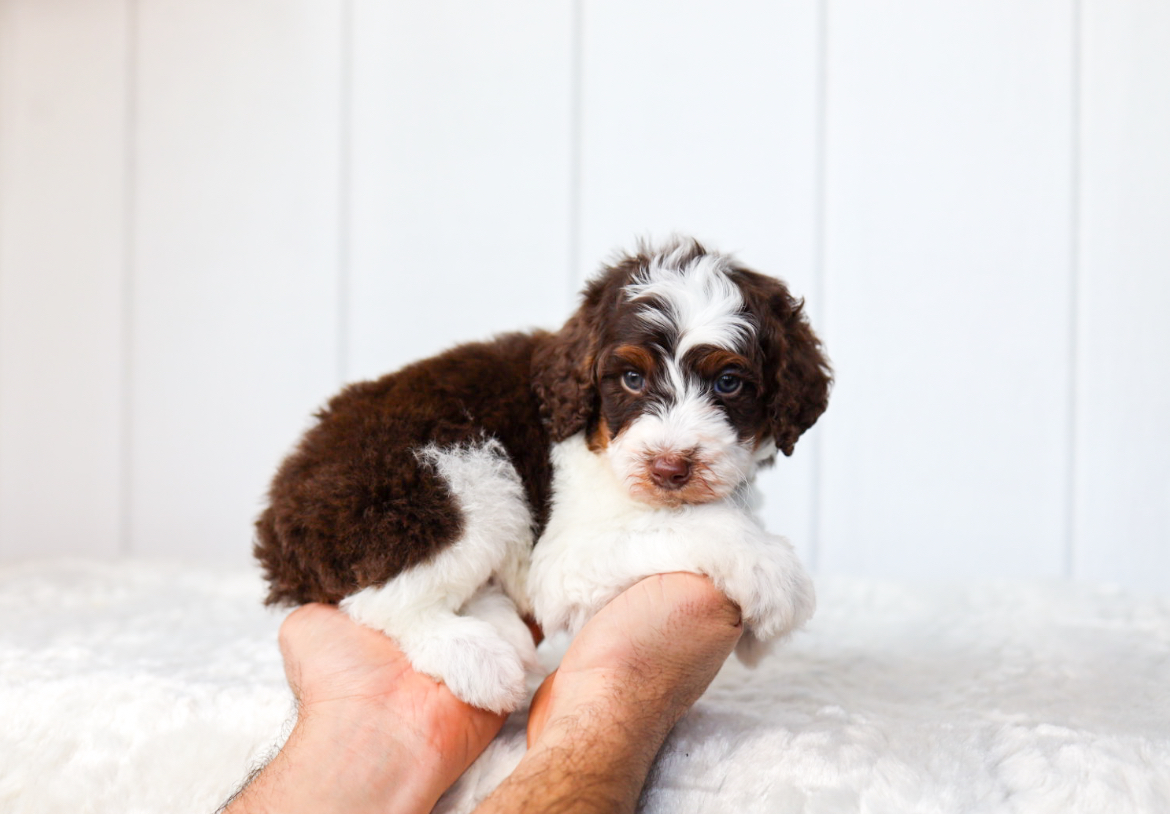 Aussiedoodle for sale