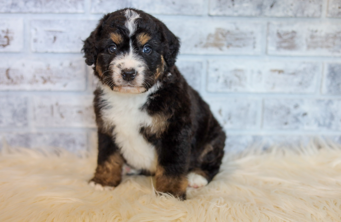 Bernedoodle for sale