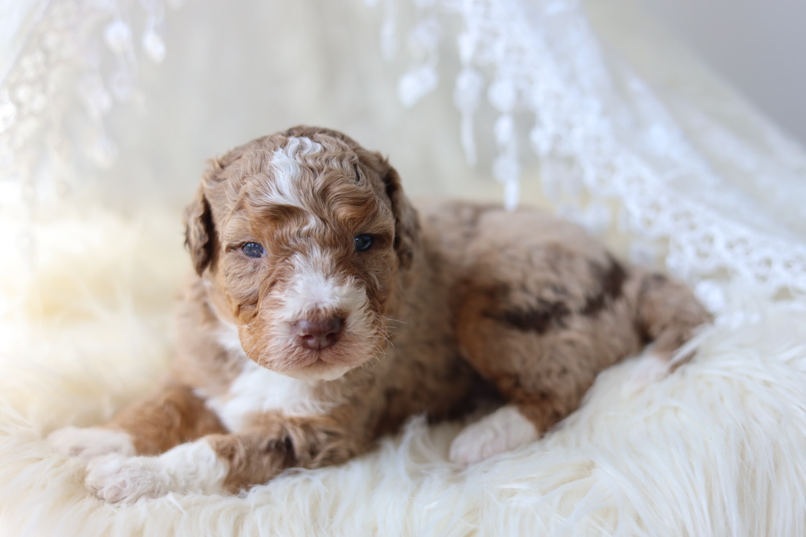Bernedoodle puppy for sale 