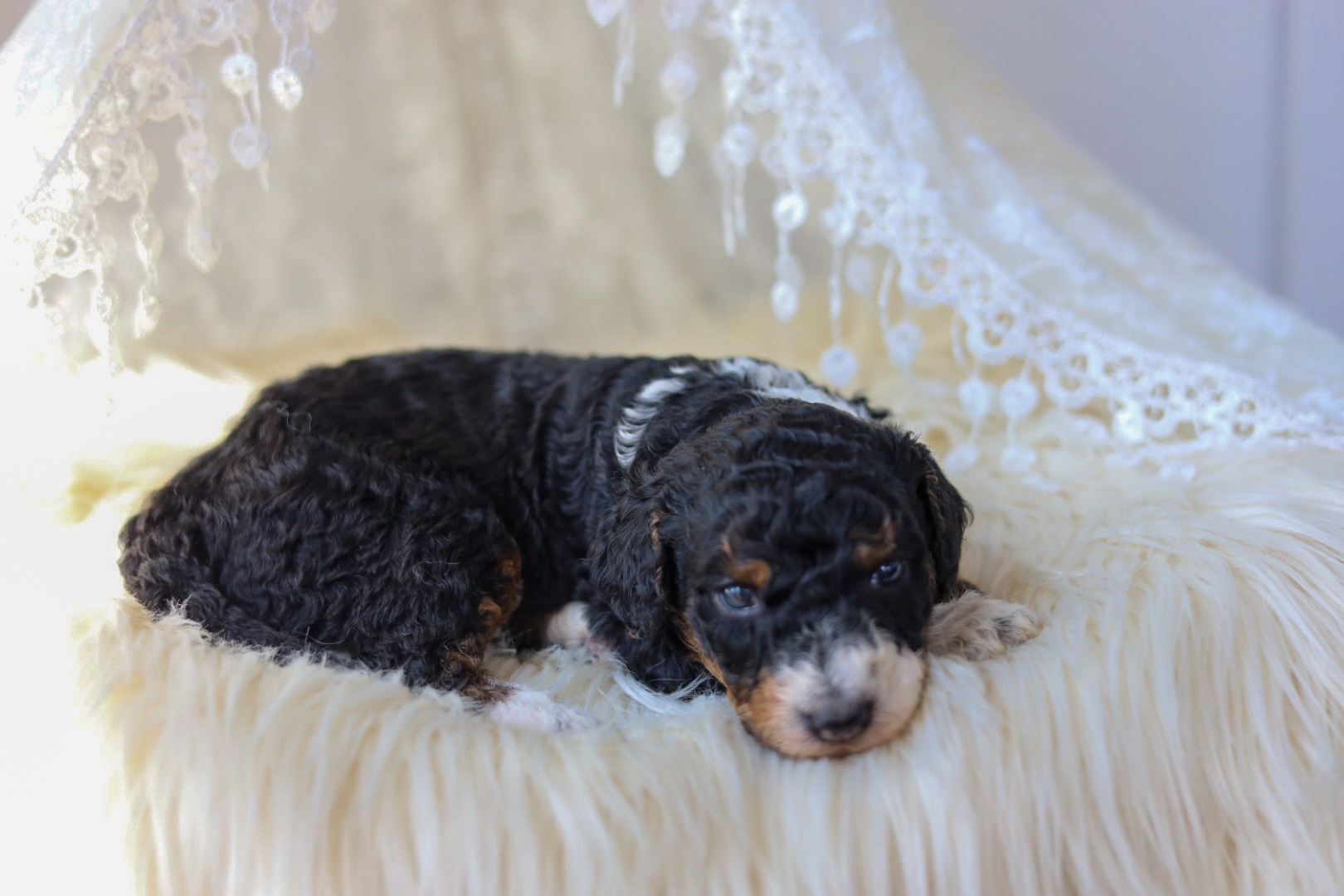 Aussiedoodle for sale