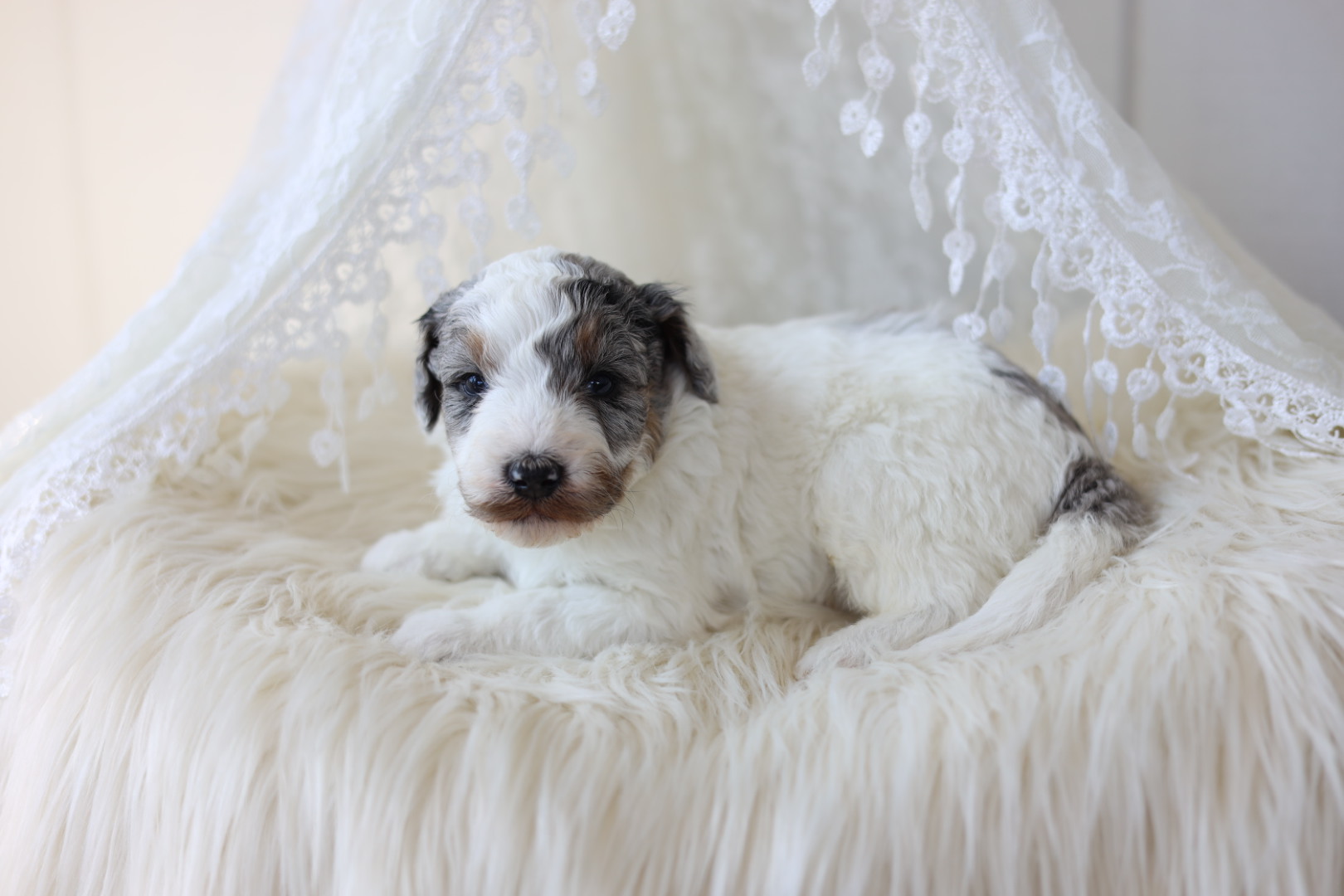 Aussiedoodle for sale
