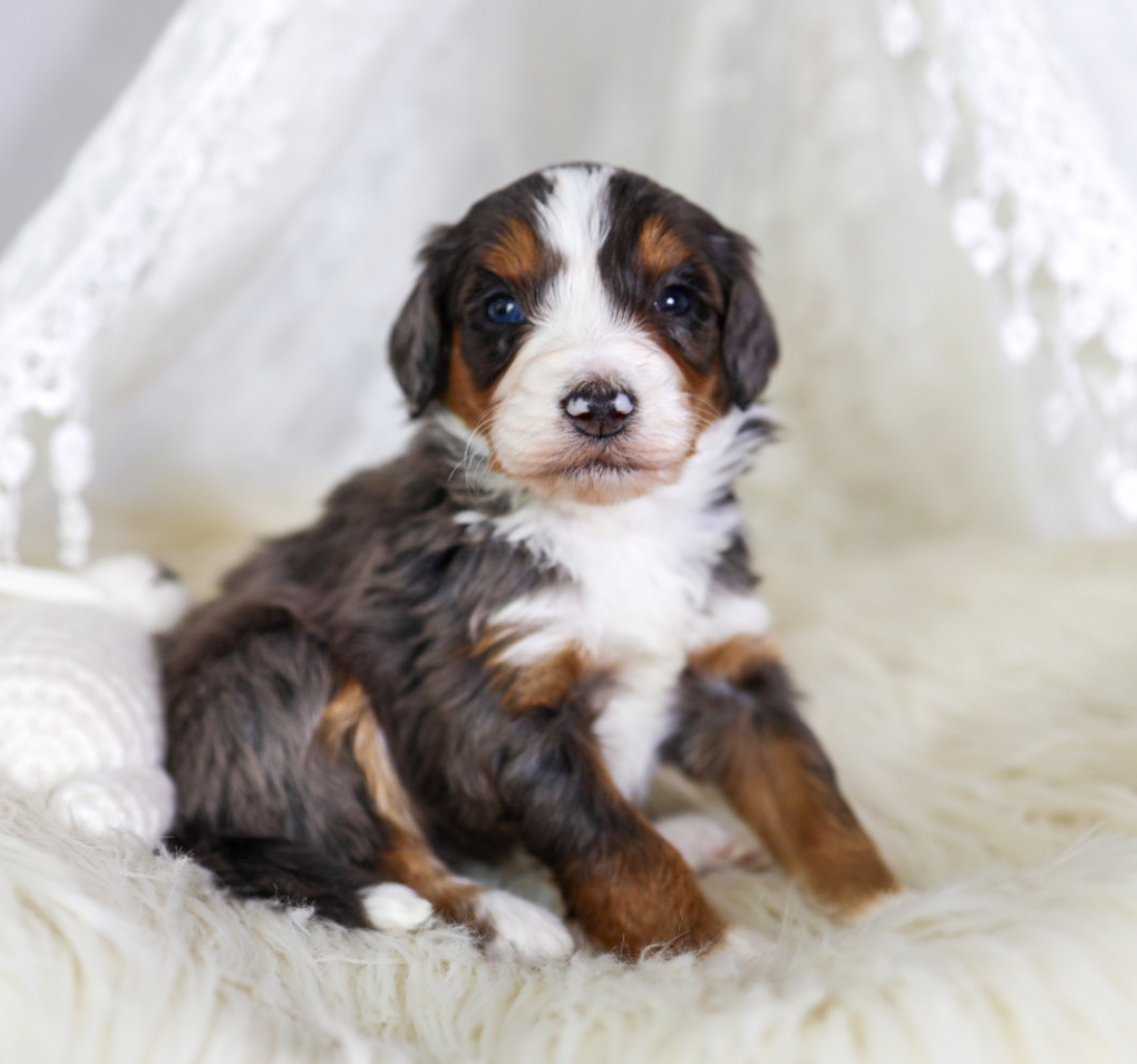 Aussie Mountain doodle