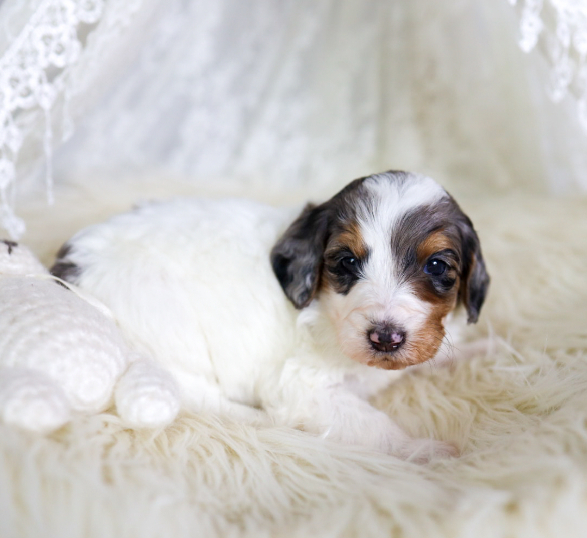 Bernedoodle for sale