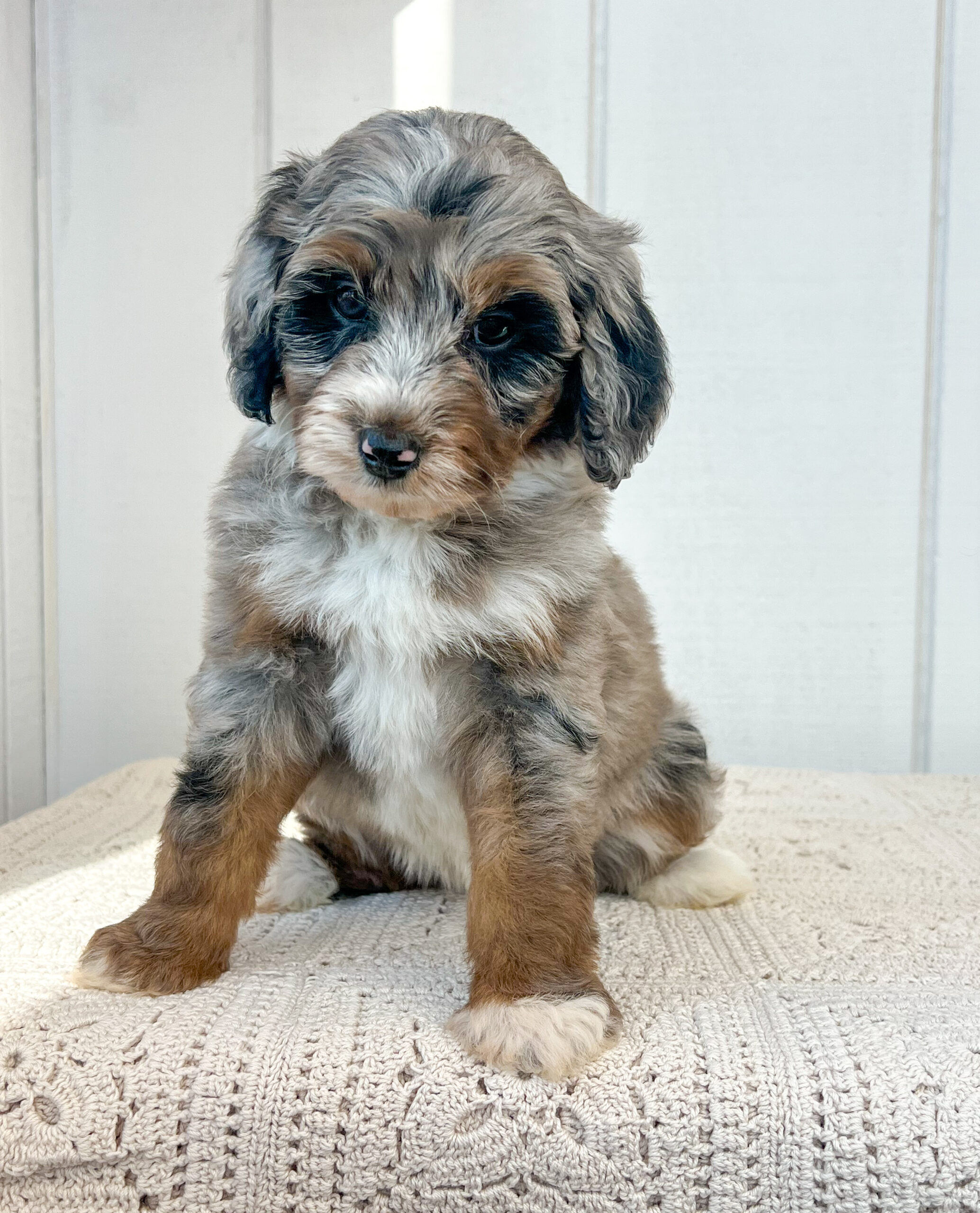 Bernedoodle puppies for sale