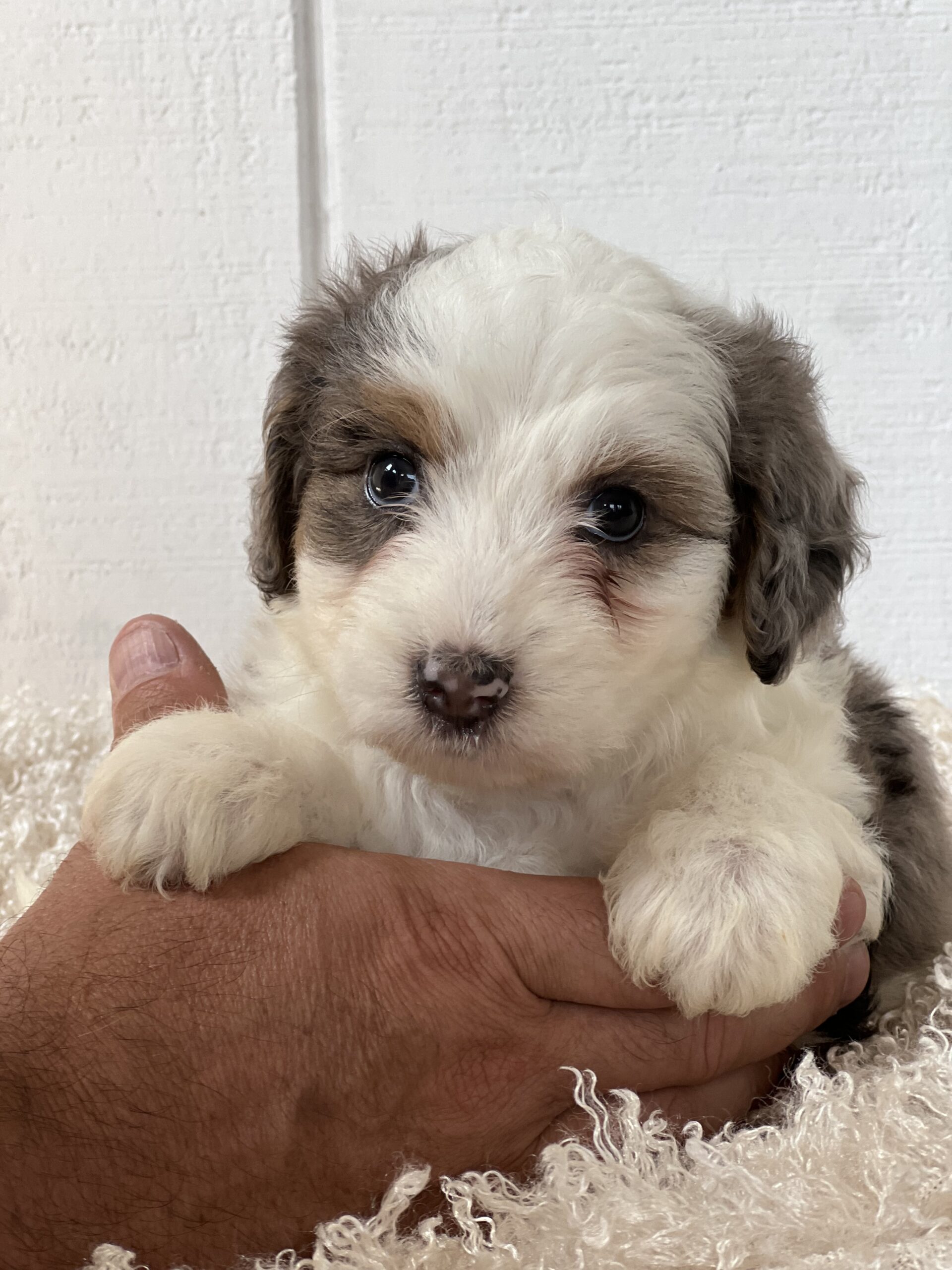 Aussiedoodle for sale