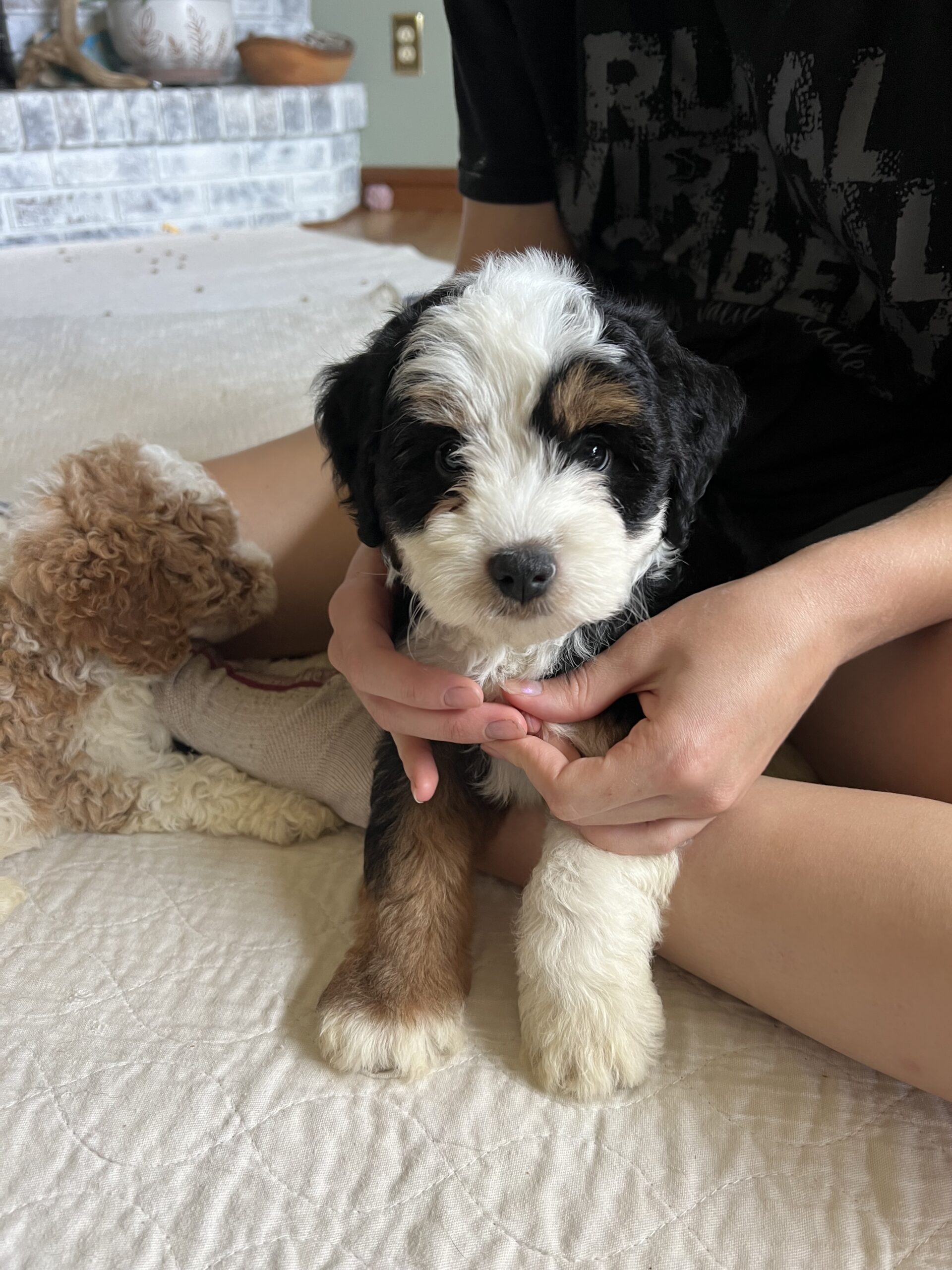 Ethical breeder